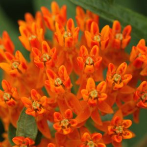 Butterfly Weed - (Asclepias tuberosa) - Image 4