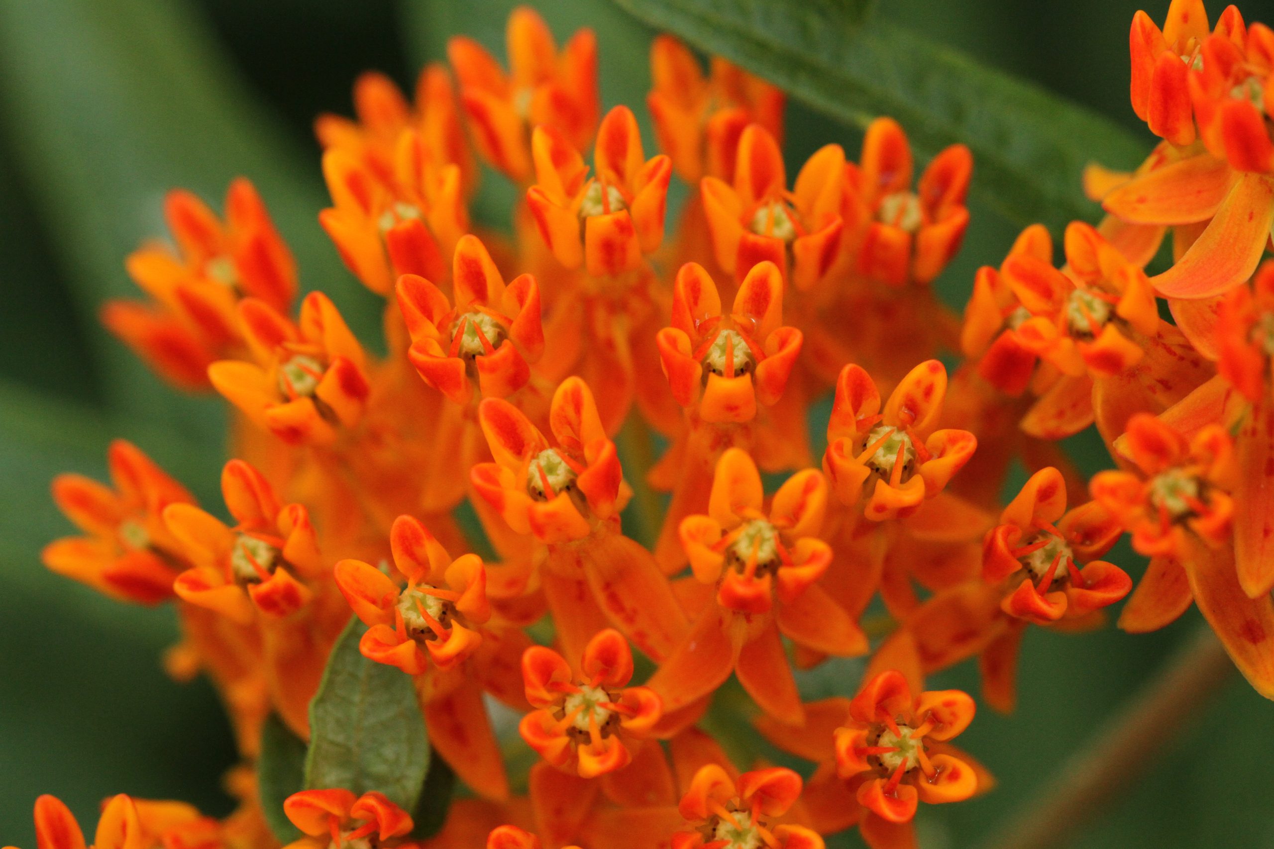 Butterfly Weed - (Asclepias tuberosa) - Image 4