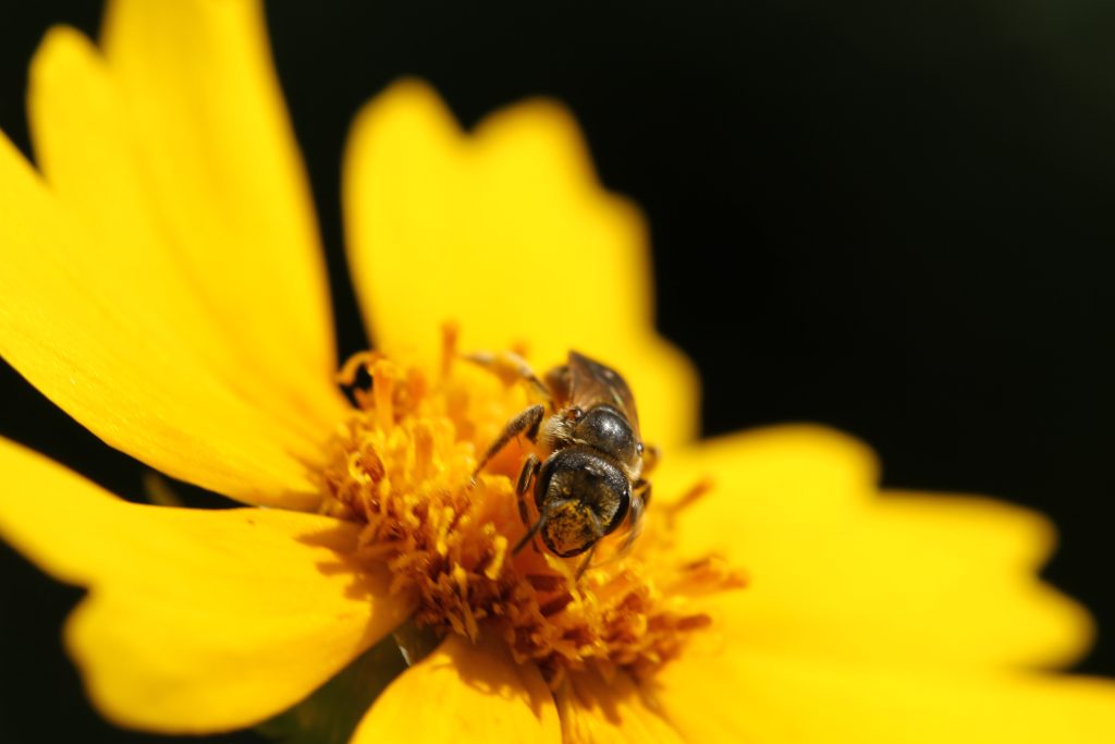 Lance-leaf Coreopsis (Coreopsis lanceolata)