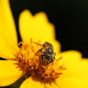 Lance-leaf Coreopsis (Coreopsis lanceolata) - Image 5