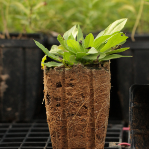 Southern Sneezeweed (Helenium flexuosum) - Image 2