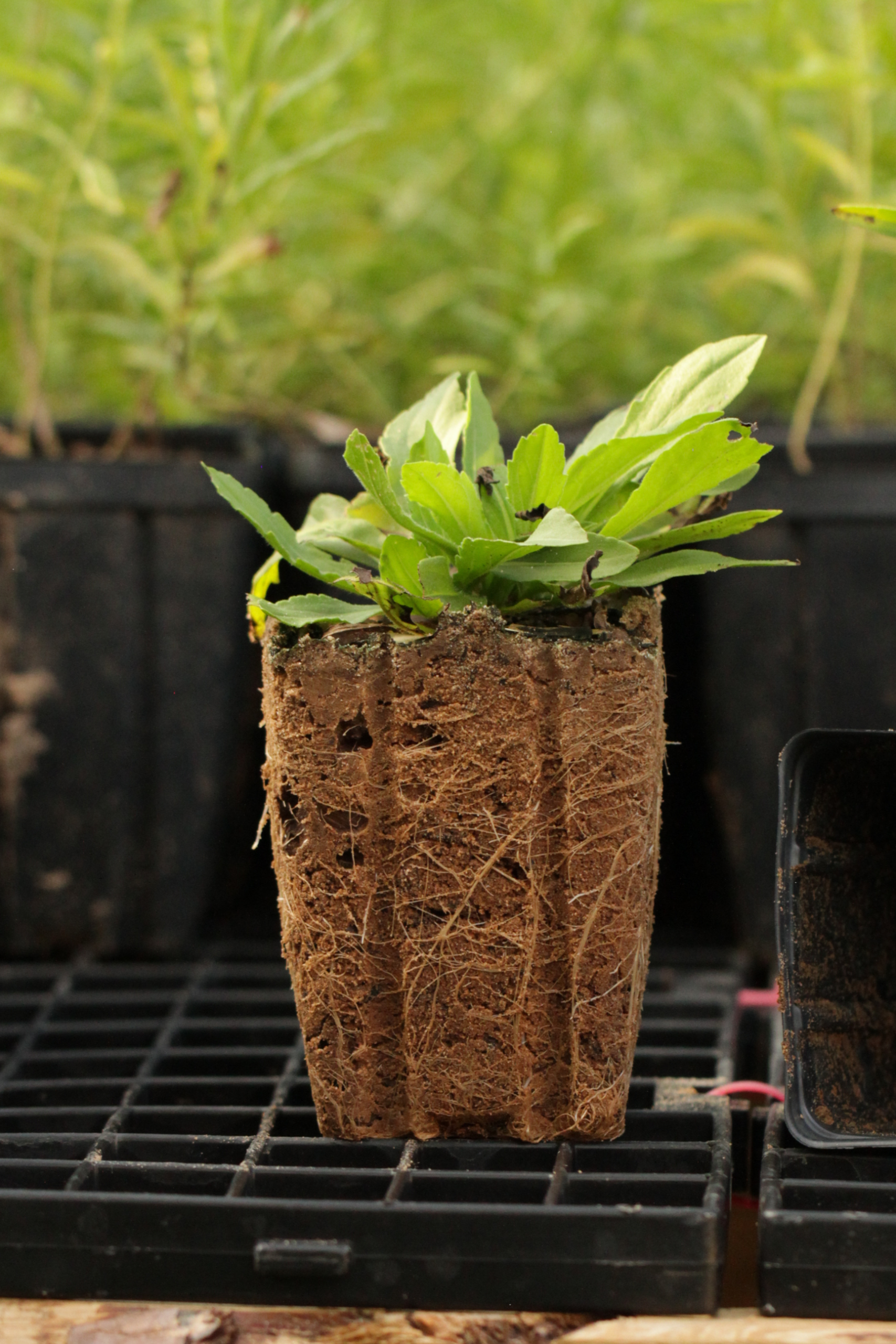 Southern Sneezeweed (Helenium flexuosum) - Image 2
