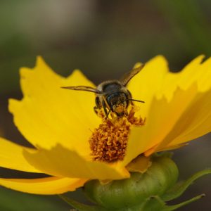 Lance-leaf Coreopsis (Coreopsis lanceolata) - Image 6