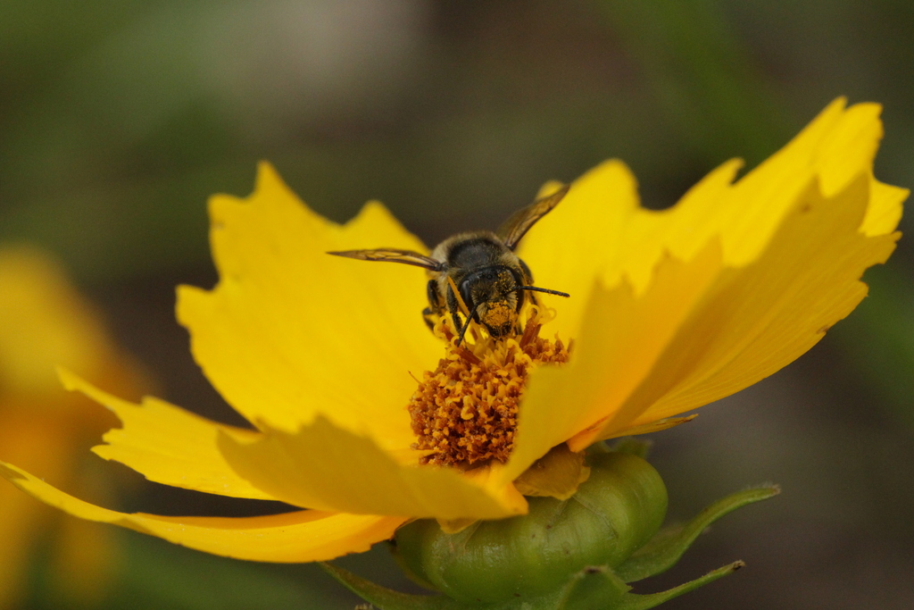 Lance-leaf Coreopsis (Coreopsis lanceolata)