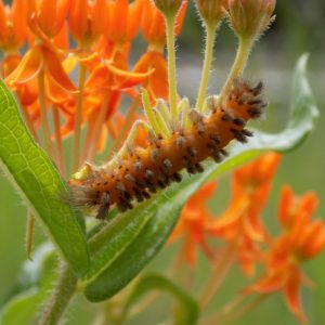 Butterfly Weed - (Asclepias tuberosa) - Image 5