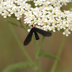 Yarrow (Achillea millefolium) - Image 3