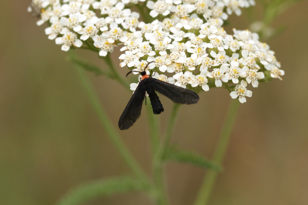 Yarrow (Achillea millefolium)