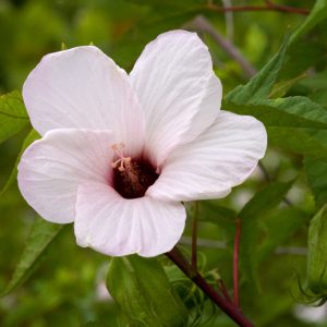 Rose Mallow - (Hibiscus laevis) - Image 1