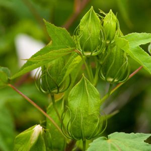 Rose Mallow - (Hibiscus laevis) - Image 3