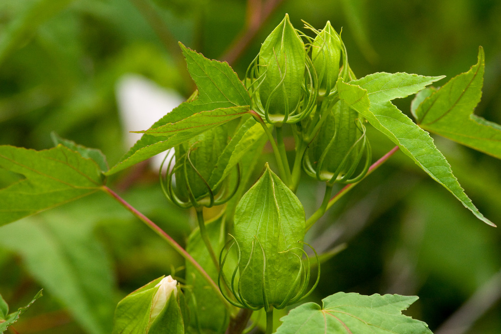 Rose Mallow - (Hibiscus laevis)