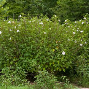 Rose Mallow - (Hibiscus laevis) - Image 2