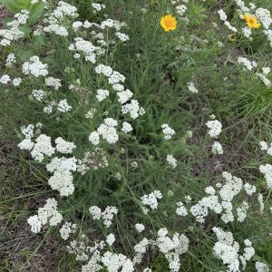 Yarrow (Achillea millefolium) - Image 4
