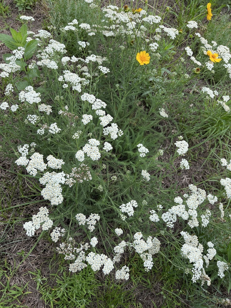 Yarrow (Achillea millefolium)