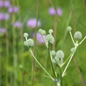 Rattlesnake Master - (Eryngium yuccifolium) - Image 2
