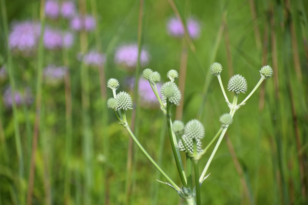 Rattlesnake Master - (Eryngium yuccifolium)