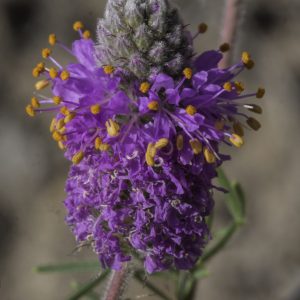 Purple Prairie Clover - (Dalea purpurea) - Image 2