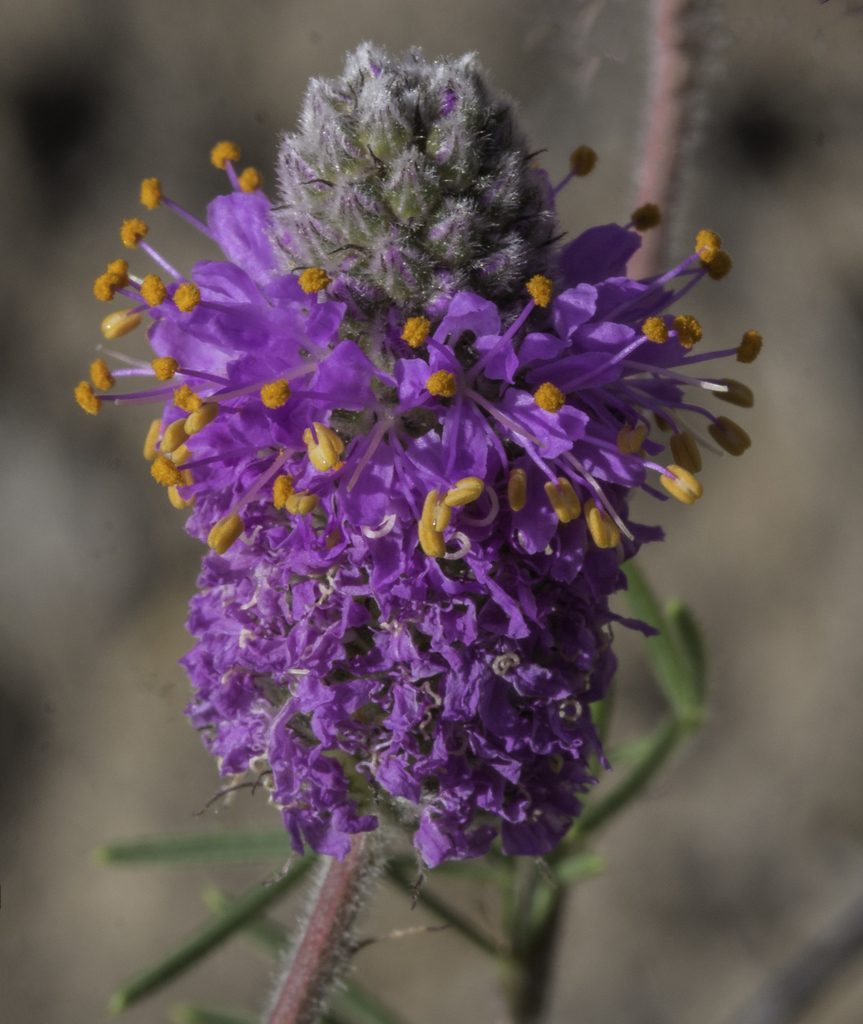 Purple Prairie Clover - (Dalea purpurea)