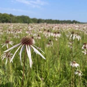 Pale Purple Coneflower - (Echinacea pallida) - Image 1
