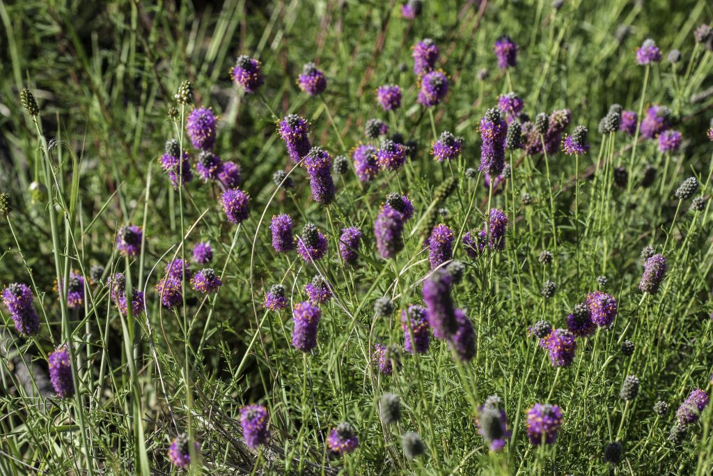 Purple Prairie Clover - (Dalea purpurea)