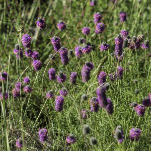 Purple Prairie Clover - (Dalea purpurea) - Image 1