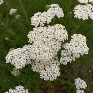 Yarrow (Achillea millefolium) - Image 1