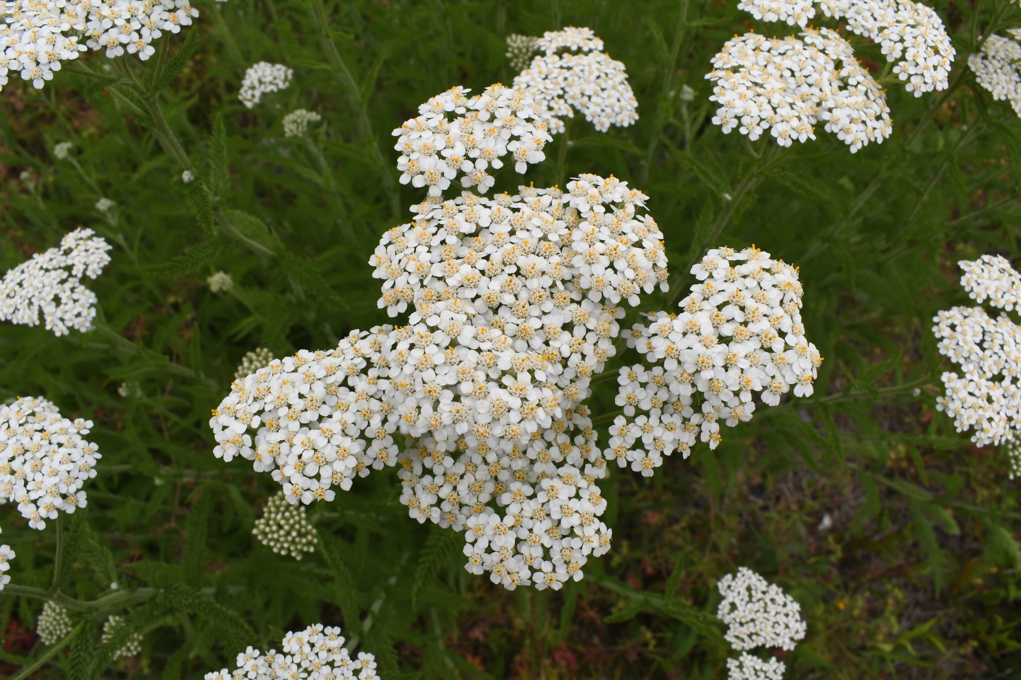 Yarrow (Achillea millefolium) - Image 1