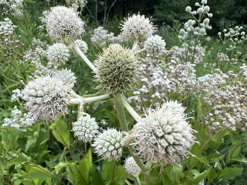 Rattlesnake Master - (Eryngium yuccifolium)