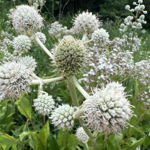 Rattlesnake Master - (Eryngium yuccifolium) - Image 1