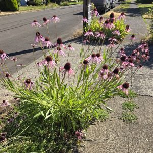 Pale Purple Coneflower - (Echinacea pallida) - Image 2