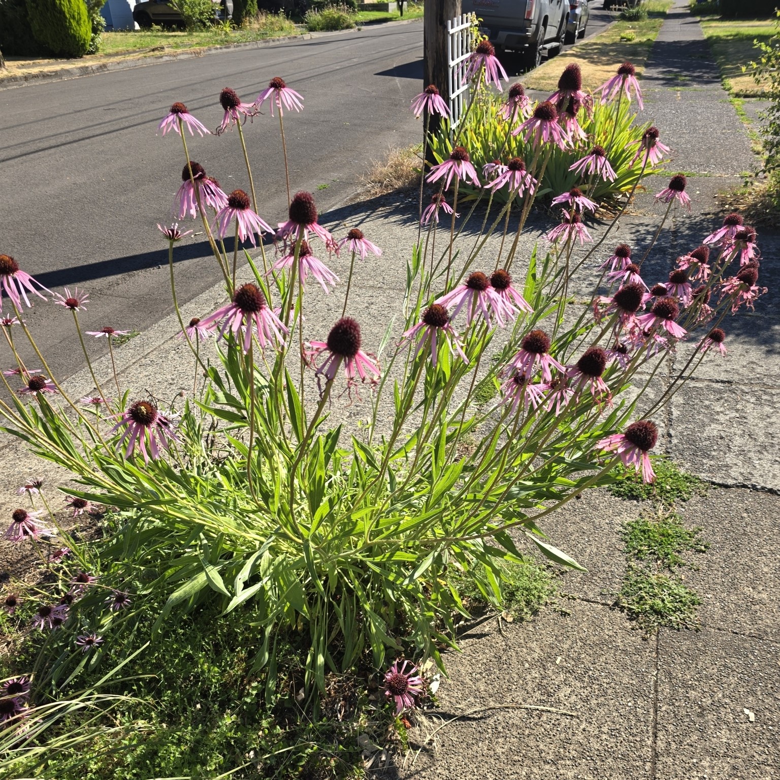 Pale Purple Coneflower - (Echinacea pallida) - Image 2