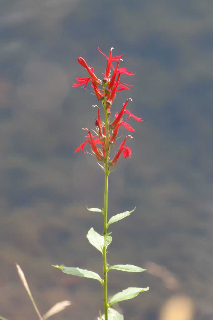 Cardinal Flower (Lobelia cardinalis)