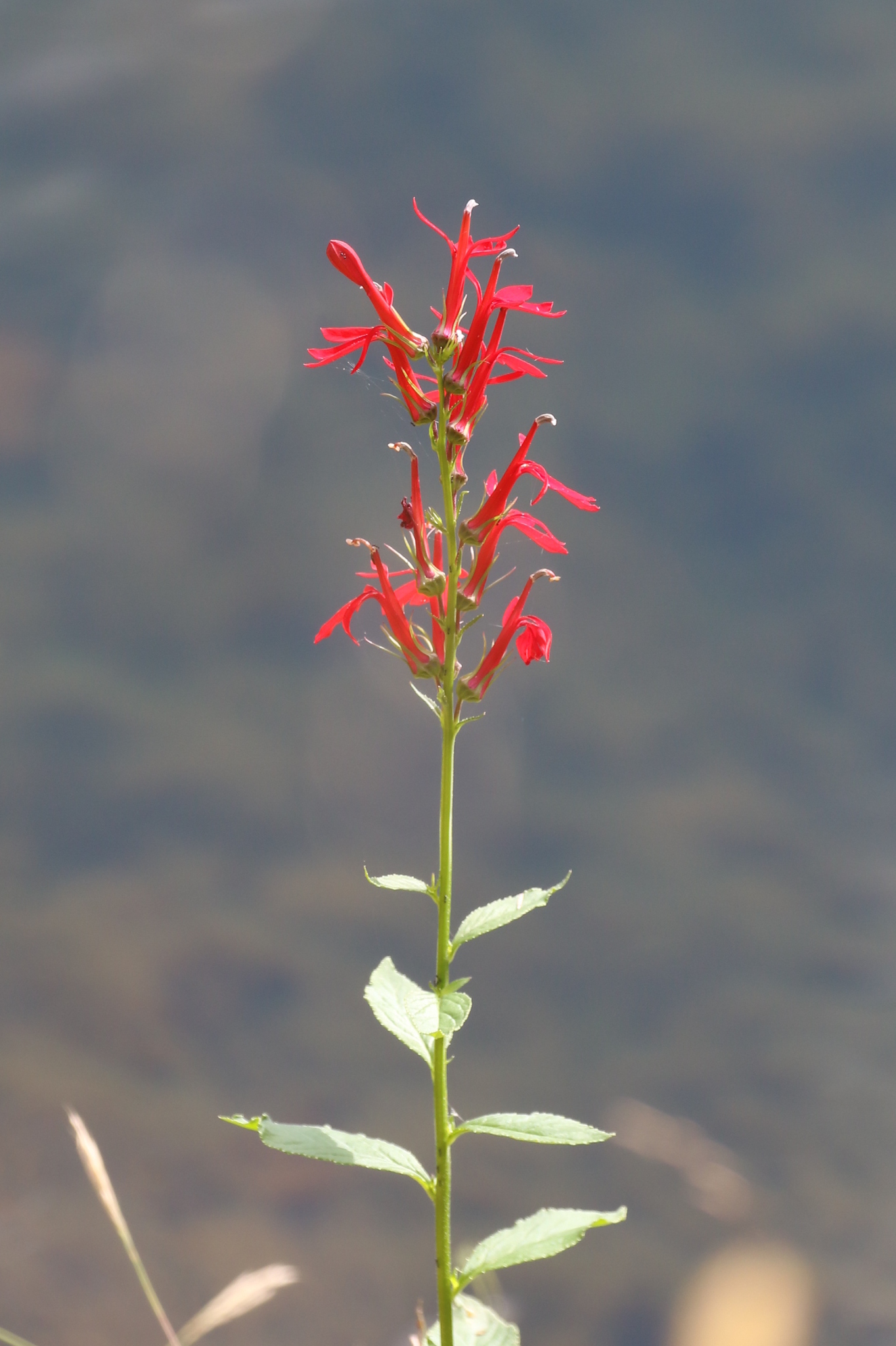 Cardinal Flower (Lobelia cardinalis) - Image 1