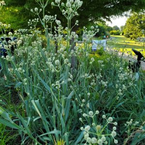 Rattlesnake Master - (Eryngium yuccifolium) - Image 3