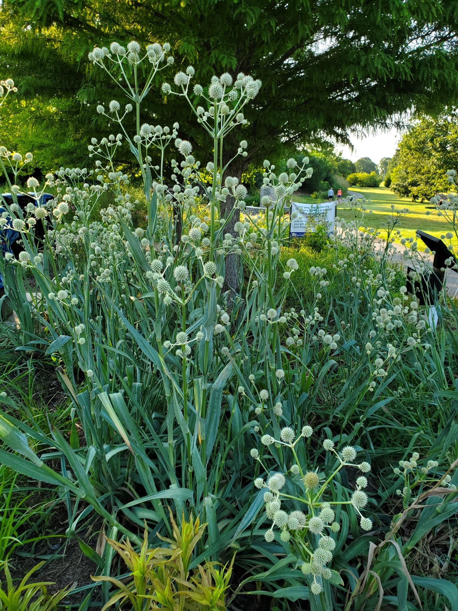 Rattlesnake Master - (Eryngium yuccifolium) - Image 3