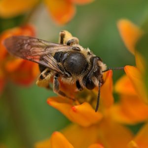 Butterfly Weed - (Asclepias tuberosa) - Image 6