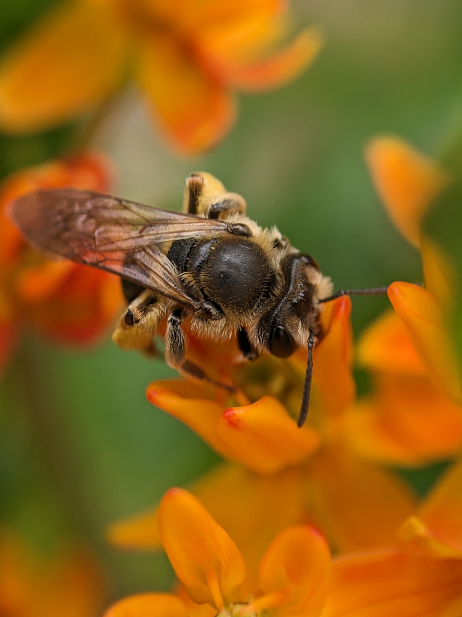 Butterfly Weed - (Asclepias tuberosa) - Image 6