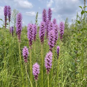 Prairie Blazing Star - (Liatris pycnostachya) - Image 1
