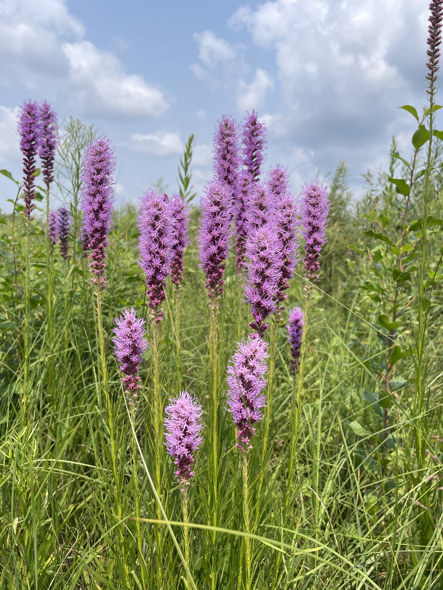 Prairie Blazing Star - (Liatris pycnostachya) - Image 1