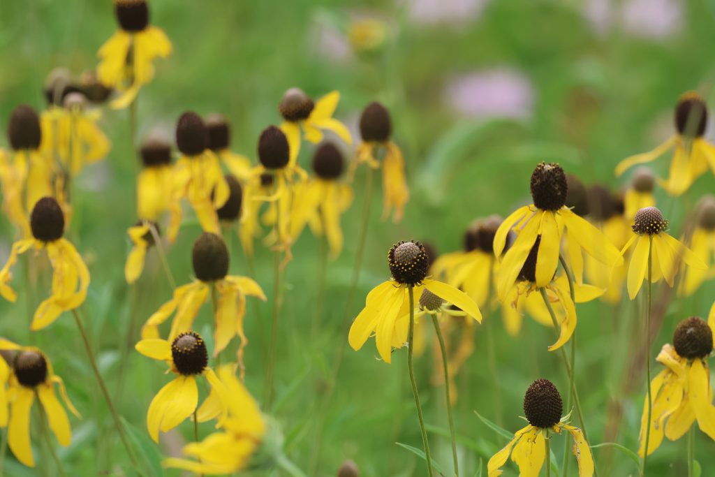 Grayhead Coneflower (Ratibida pinnata)