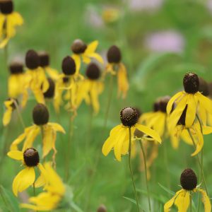 Grayhead Coneflower (Ratibida pinnata) - Image 1