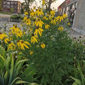 Grayhead Coneflower (Ratibida pinnata) - Image 2