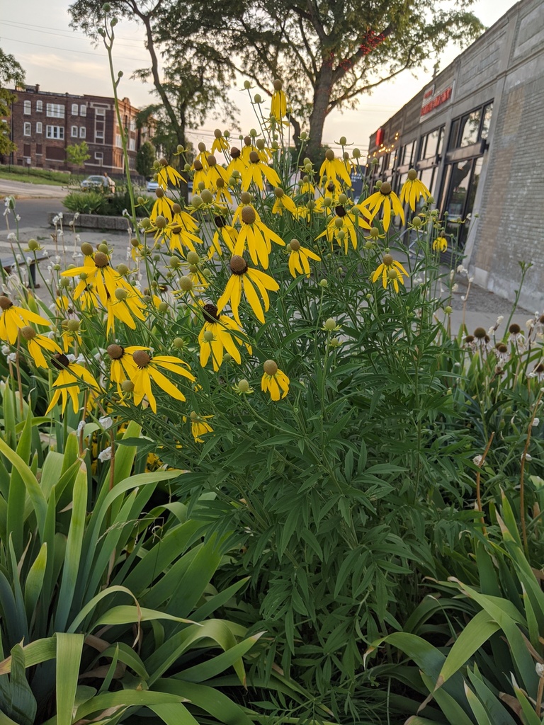 Grayhead Coneflower (Ratibida pinnata)