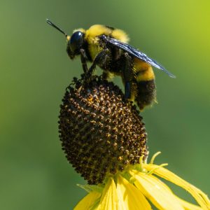 Grayhead Coneflower (Ratibida pinnata) - Image 3
