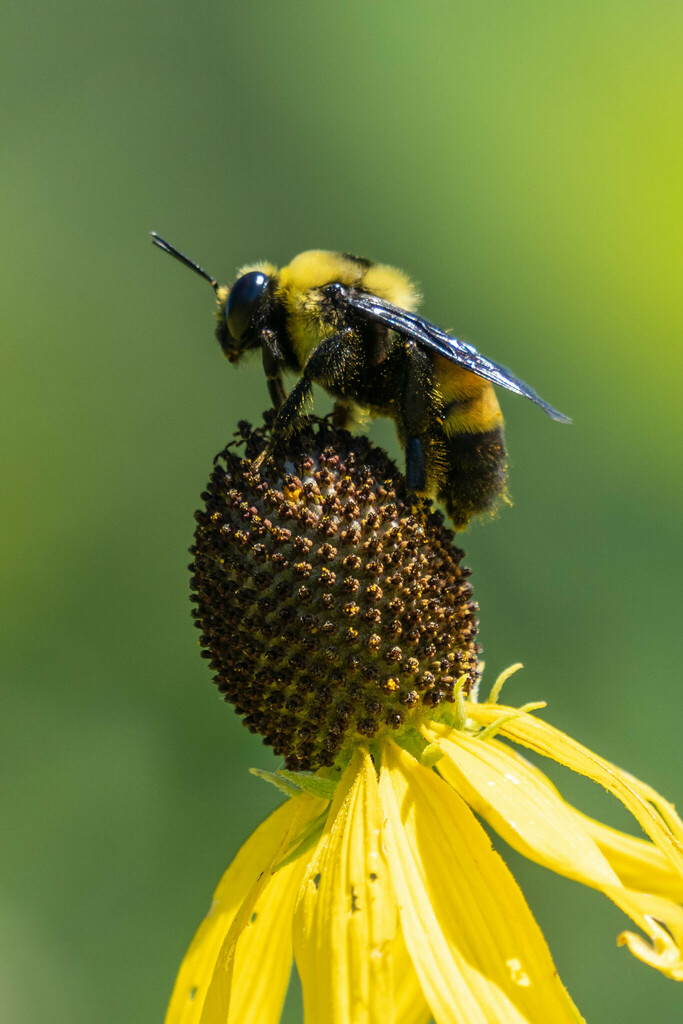Grayhead Coneflower (Ratibida pinnata)